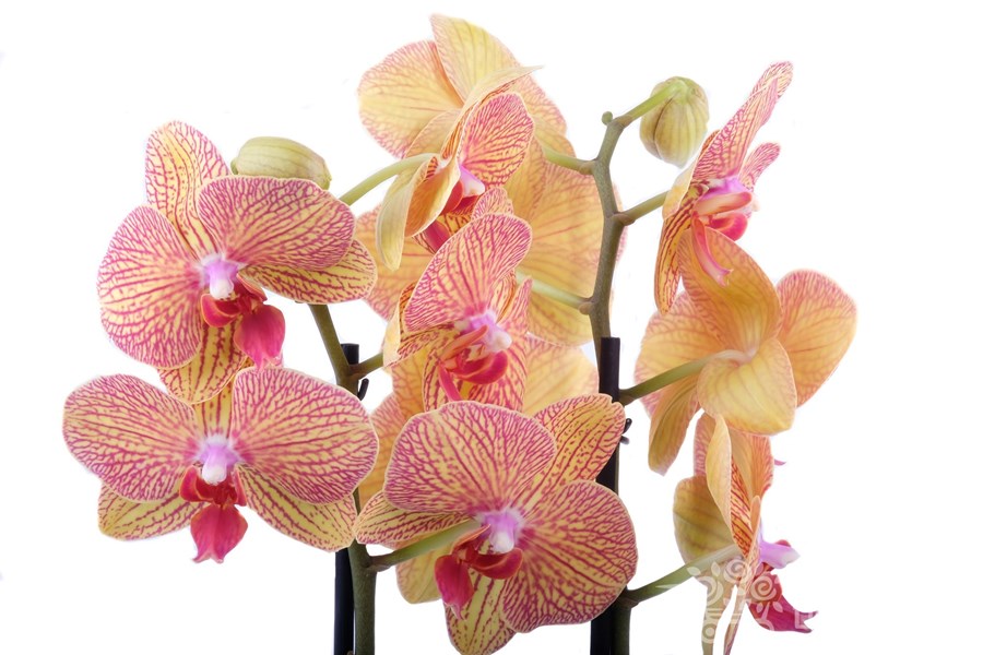 Орхидея в горшке Орхидея Фаленопсис желтая с красными вкраплениями 2ст